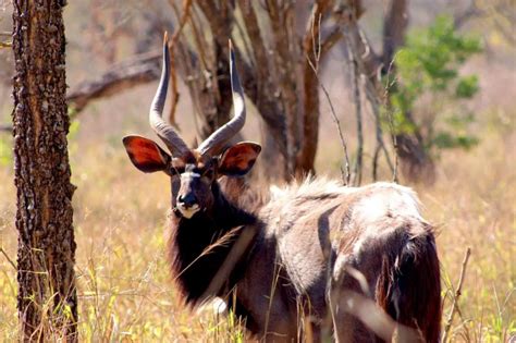 Top 10 Rare African Animals And Where To Find Them