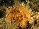 Margherita di mare - Biologia marina del Mediterraneo