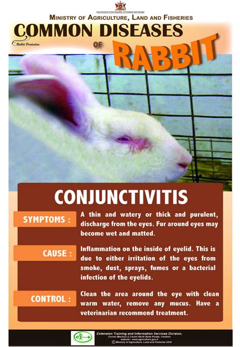 8 Common Diseases Of Rabbits Sorehocks Ministry Of Agriculture