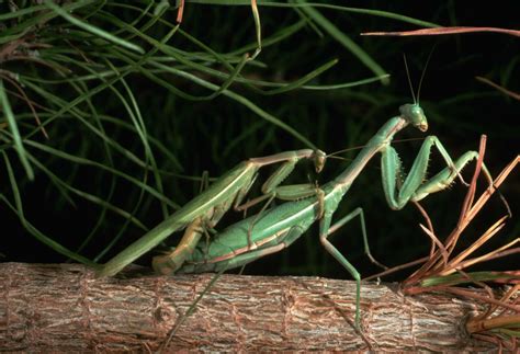 Praying Mantis Mating And Cannibalism