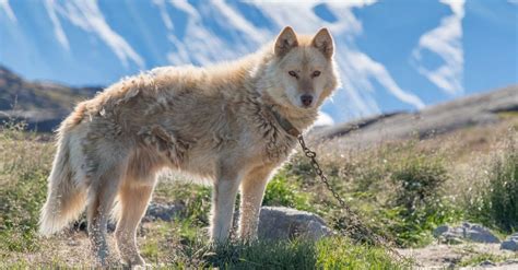 Greenland Dog Breed Complete Guide A Z Animals