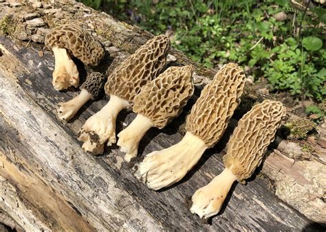 Indiana Morel Mushroom Progression Map Maps Location Catalog Online