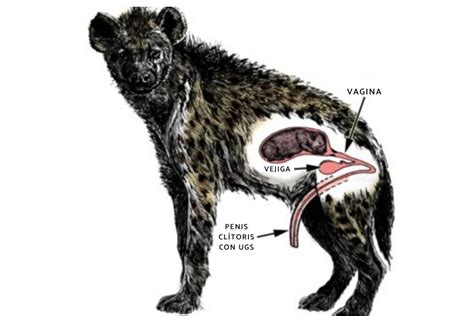 How Do Hyenas Reproduce Reproductive System Breeding Season And Mating