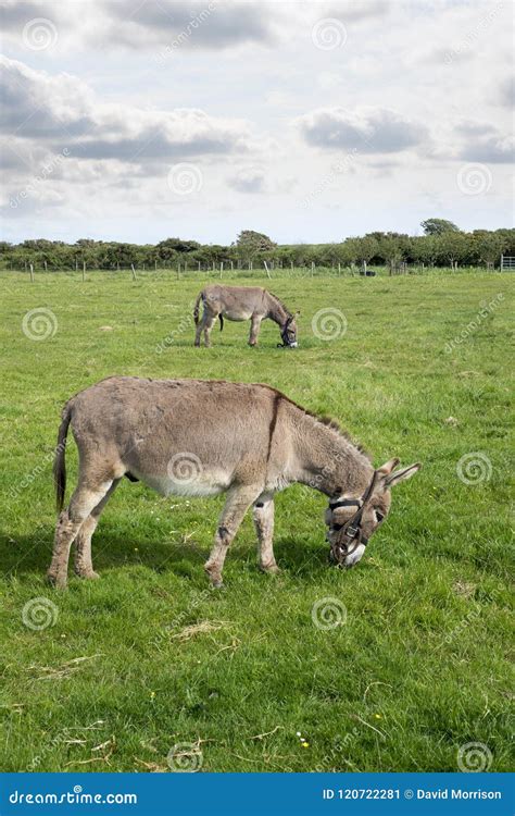 Two Donkeys Grazing In A Field Stock Image Image Of Kerry Ireland