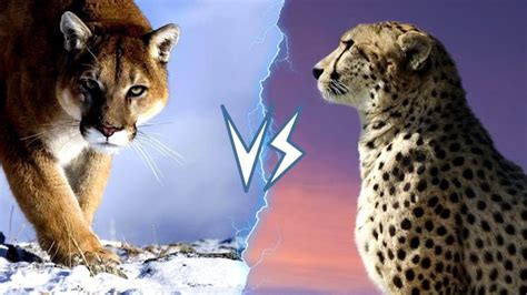 Leopard Vs Mountain Lion Whats The Difference Vlrengbr