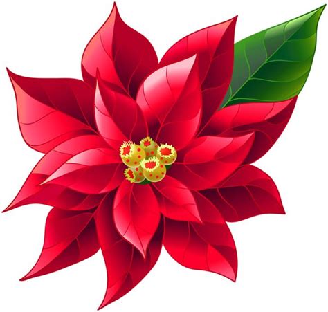 A Red Poinsettia With Green Leaves On It S Head And Yellow Stamen