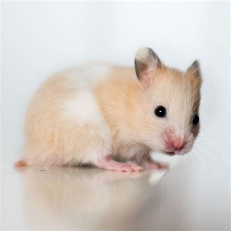 Askur Black Eyed Cream Banded Sh Syrian Hamster Hamsters As Pets