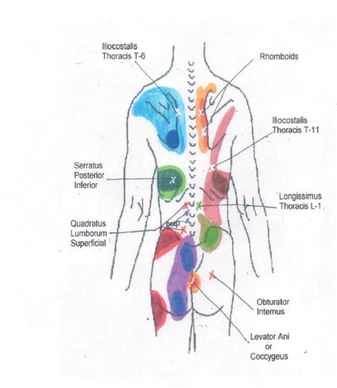 Back Muscles Diagram Pain Diagram Of Back Of Shoulder Shoulder