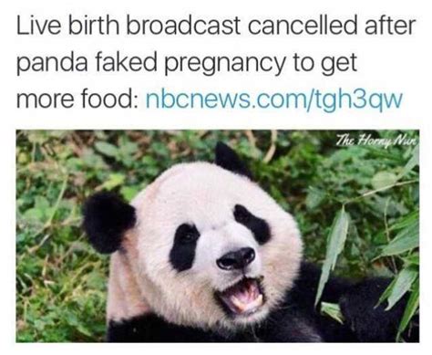 Live Birth Broadcast Cancelled After Panda Faked Pregnancy To Get More Food Tgh3qw