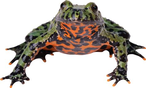 Frog Png Image Free Download Image Frogs