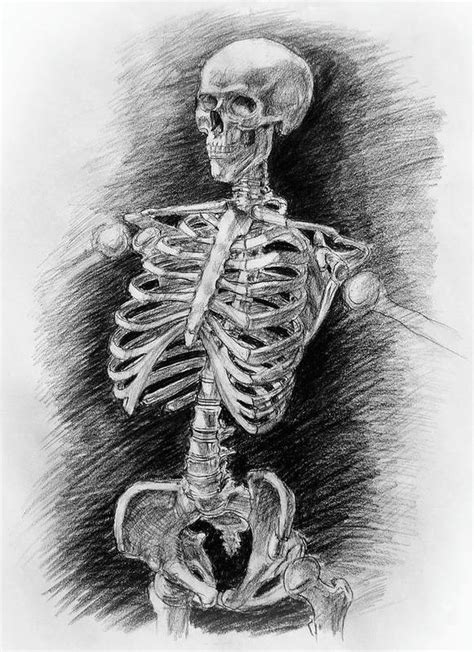 Human Skull Drawings Fine Art America