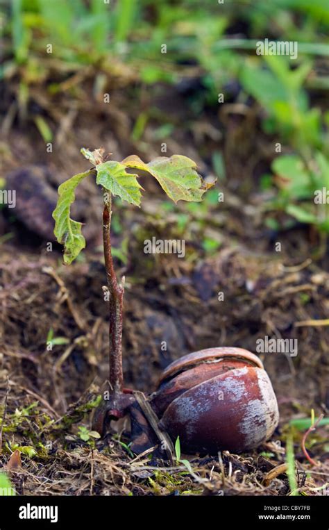 Young Oak Tree Seedling Growing From Acorn Stock Photo Alamy