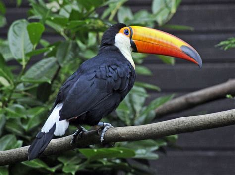 Toco Toucan Facts Habitat Diet Life Cycle Baby Pictures