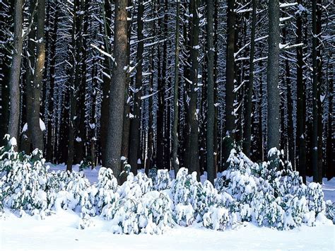 Bare Trees Wood Trees Trunks Bushes Snowdrifts Hd Wallpaper