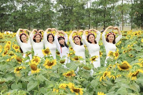 Chụp ảnh Cánh đồng Hoa Hướng Dương ở Hà Nội Có Thể Bạn Chưa Biết TuỔi