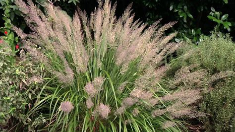Groundwrx Grass Korean Feather Reed