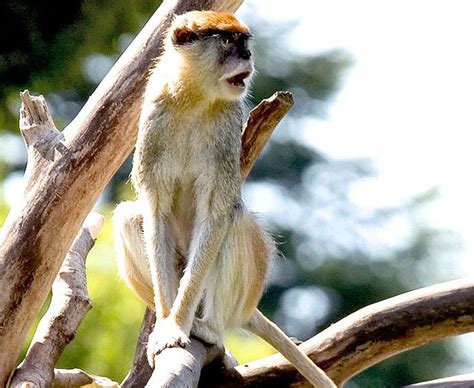 Syracuse Zoos Patas Monkeys Ready To Debut Tuesday