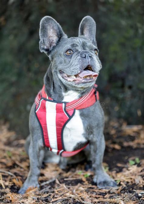 As part of our mission, we work to advance awareness and knowledge of the responsible acquisition and. Attentive French Bulldog stock photo. Image of muscular ...