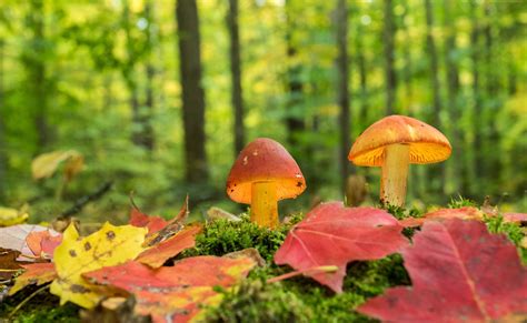 Mushrooms Friends Of The Forests Nature Canada