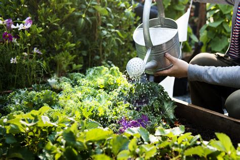 Growing An Edible Garden In 5 Steps