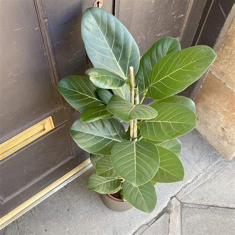 ficus benghalensis ‘audrey 21cm pot grow urban