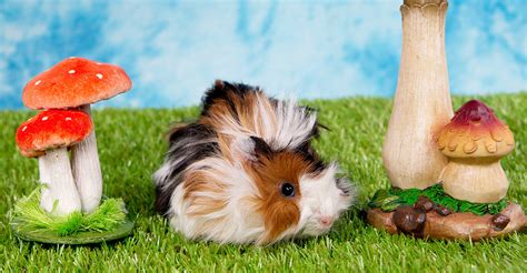 What do wild guinea pigs eat? Can Guinea Pigs Eat Mushrooms - A Pet Owners Diet Guide