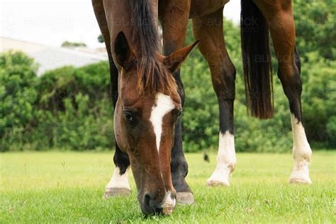 Image Of Horse Eating Grass Austockphoto