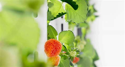 Oishii Opens Largest Strawberry Vertical Farm