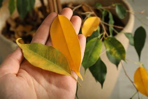 Ficus Tree Dropping Leaves Causes And Fixes