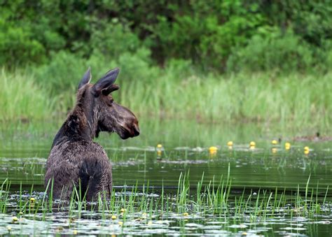 Visit Algonquin Provincial Park Canada Audley Travel Uk