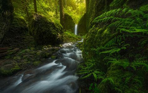 Download Wallpapers Mossy Grotto Falls Waterfall Green Forest Fern