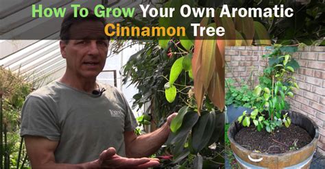 How To Grow Your Own Aromatic Cinnamon Tree Diet Of Life