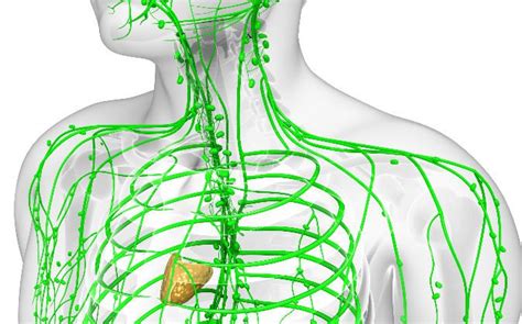 Signs Of A Clogged Lymphatic System And 10 Ways To Cleanse It The