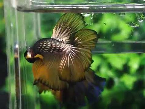 Rosetail Betta Youtube