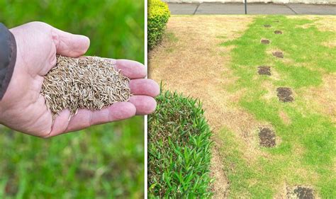 How To Overseed Your Lawn Key Steps To Boost Your Grass For Summer