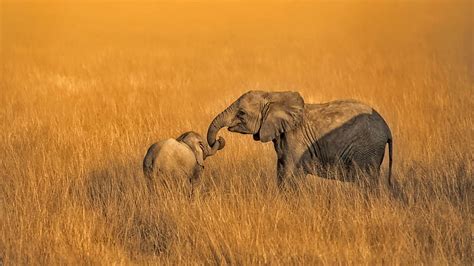 Hd Wallpaper Africa Wildlife Nature Animals Elephant Animal