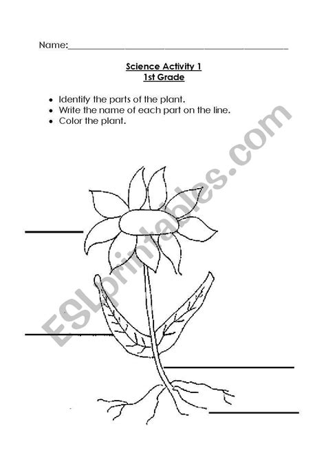 Parts Of A Plant Worksheets