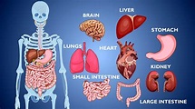 Learn Human Body Parts / Human Body Organs / Animation / Human Organs ...