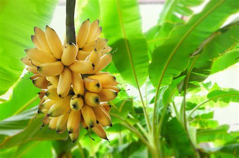 How To Grow Banana Plants Uk