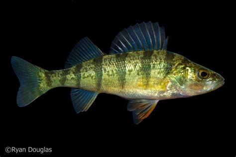 Maryland Biodiversity Project Yellow Perch Perca Flavescens