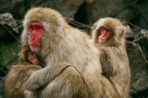 Japanese Macaque Animal Facts Macaca Fuscata A Z Animals