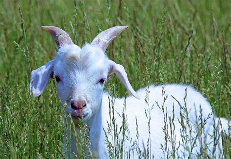 Goat Baby Cute Kid Farm White Young Nature Animal Horns