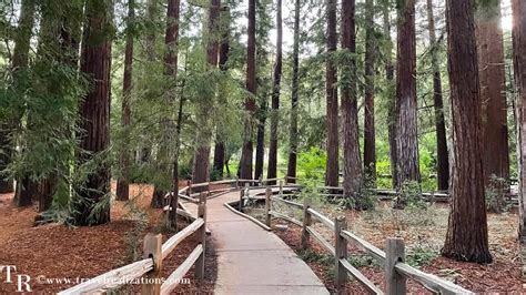 Bay Areas Best Redwood Hikes A Comprehensive Guide Travel Realizations