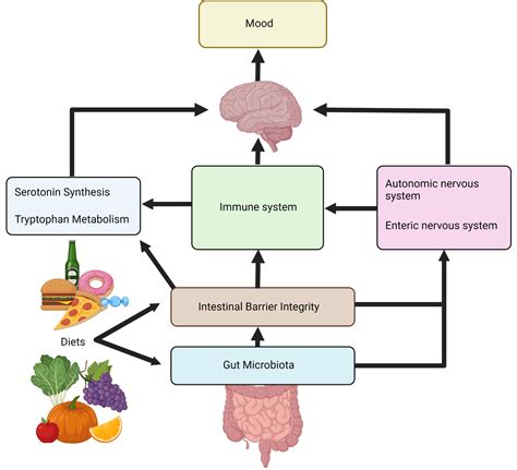 The Effects Of Diets On The “gutbrain” Pathways Encyclopedia Mdpi