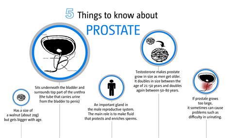 Things A Man Should Know About Prostate Gland And Its Function