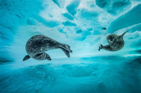 Wildlife Photographer Of The Year Exhibition Opens At Natural History