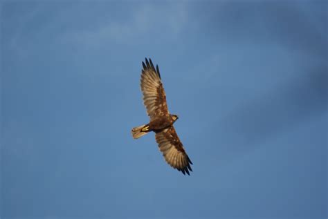 Le busard des roseaux est un oiseau migrateur? Busard des roseaux - Les Taxinomes