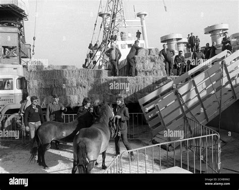 Ponies Being Loaded Aboard The Danish Cattle Carrier Dina Khalaf For