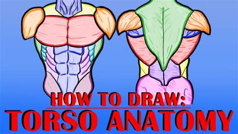 How To Draw Torso Anatomy Tutorial Youtube