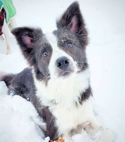 Border Collie Colors All 24 Coat Colors Explained With Pictures